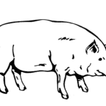 раскраска домашняя свинья