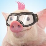 свинья в очках