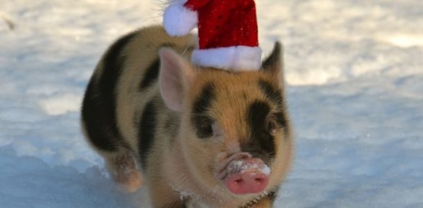 свинка в снегу с новогодней шапкой 