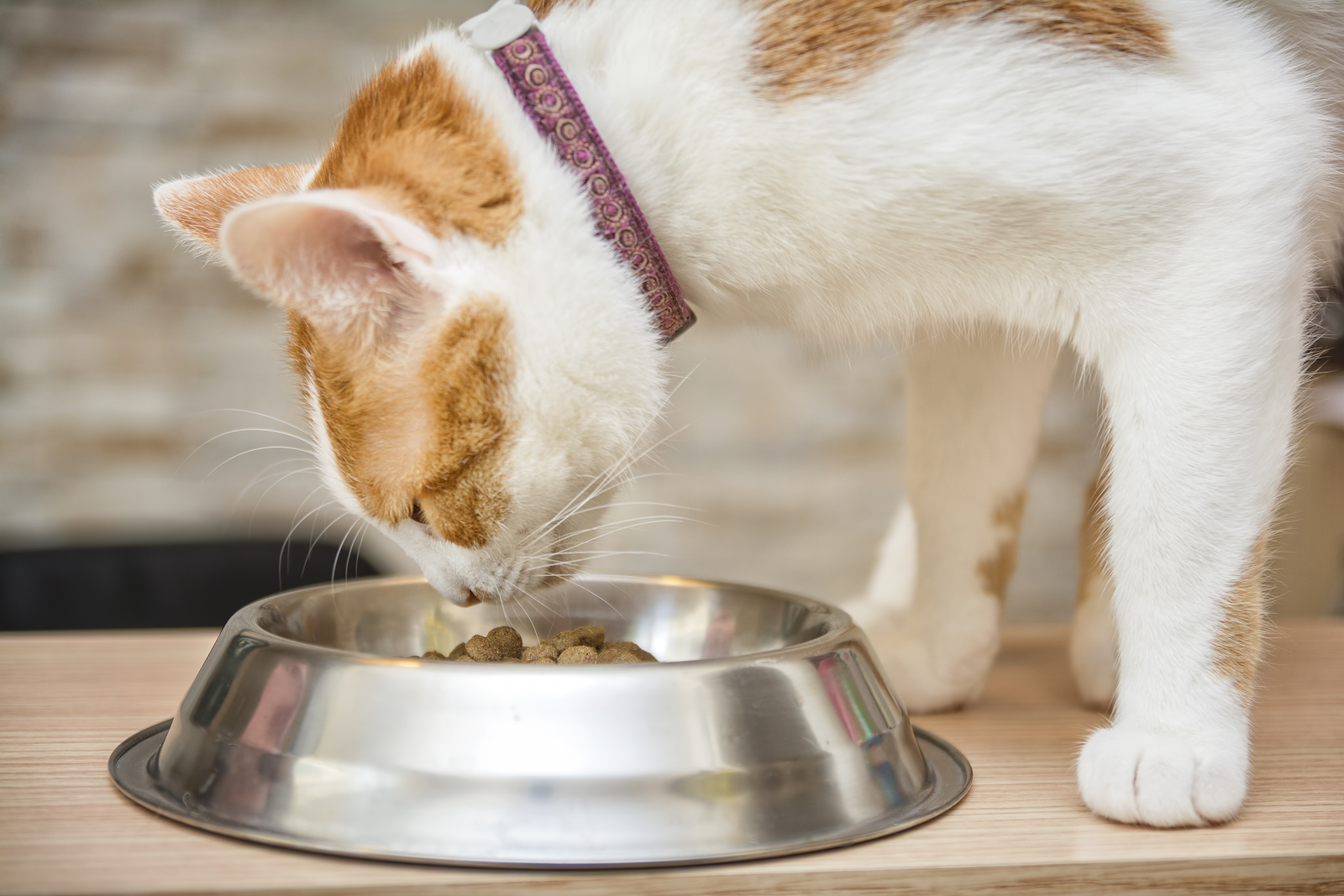Почему кошка ест котят есть своих. Миска с едой. Миска для кота. Котик с едой. Корм для кошек.